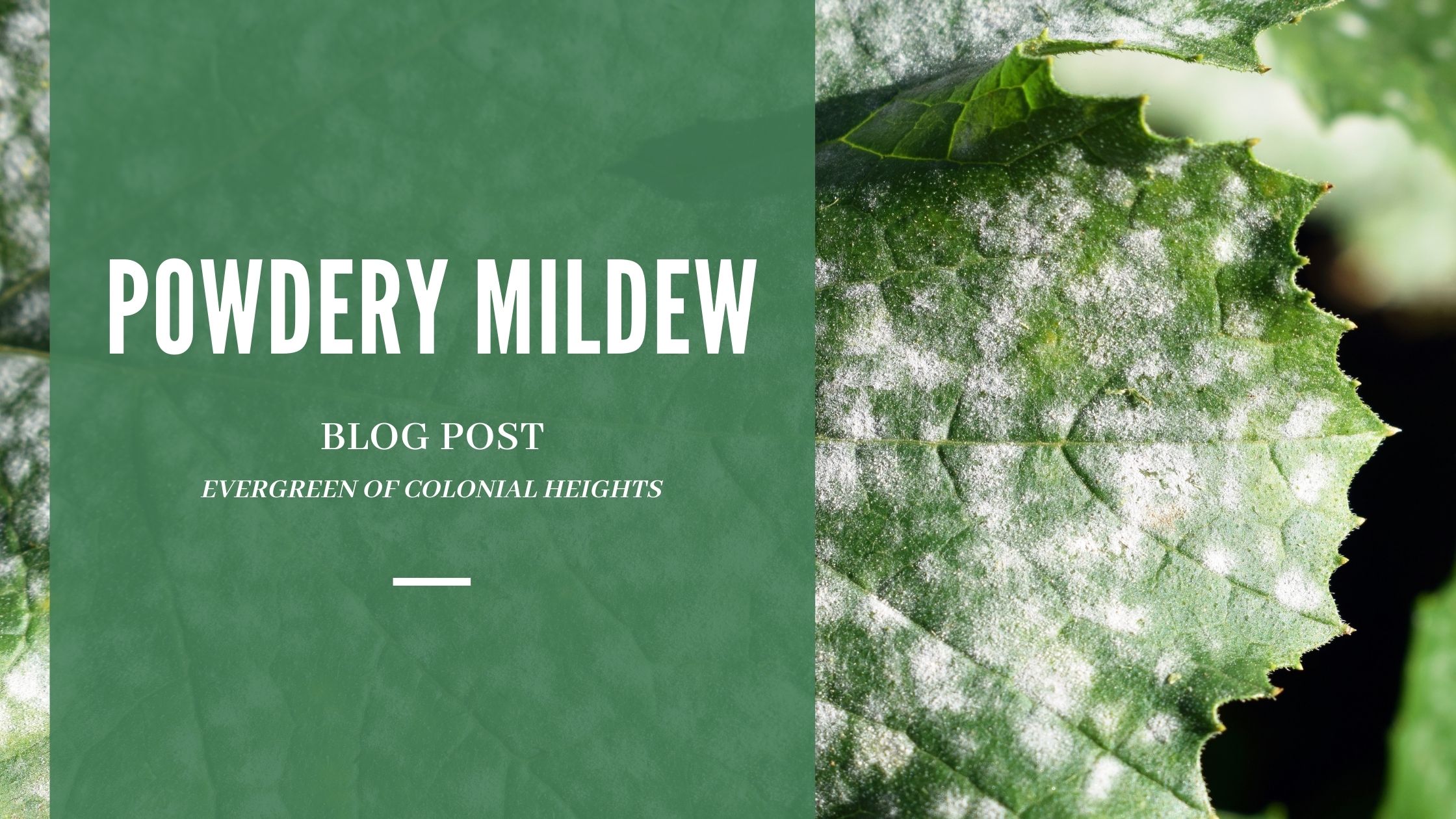 Powdery Mildew