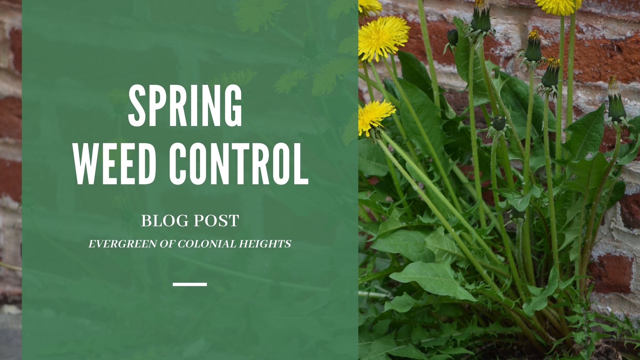 Spring Weed Control