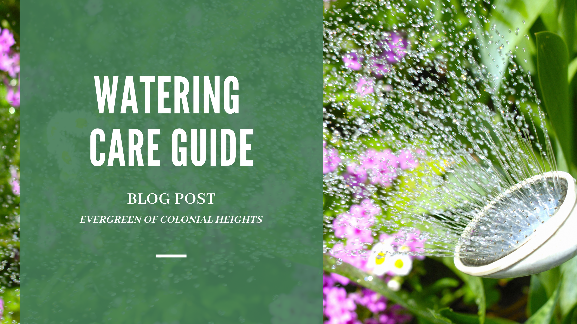 Watering Care Guide