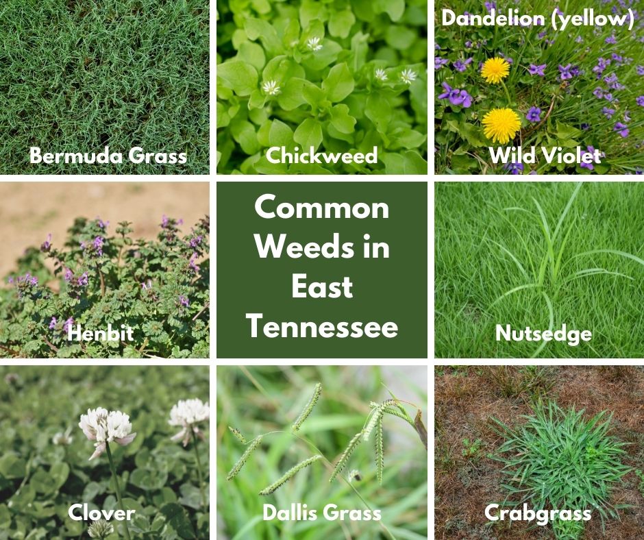 Common East Tn Lawn Landscape Weeds