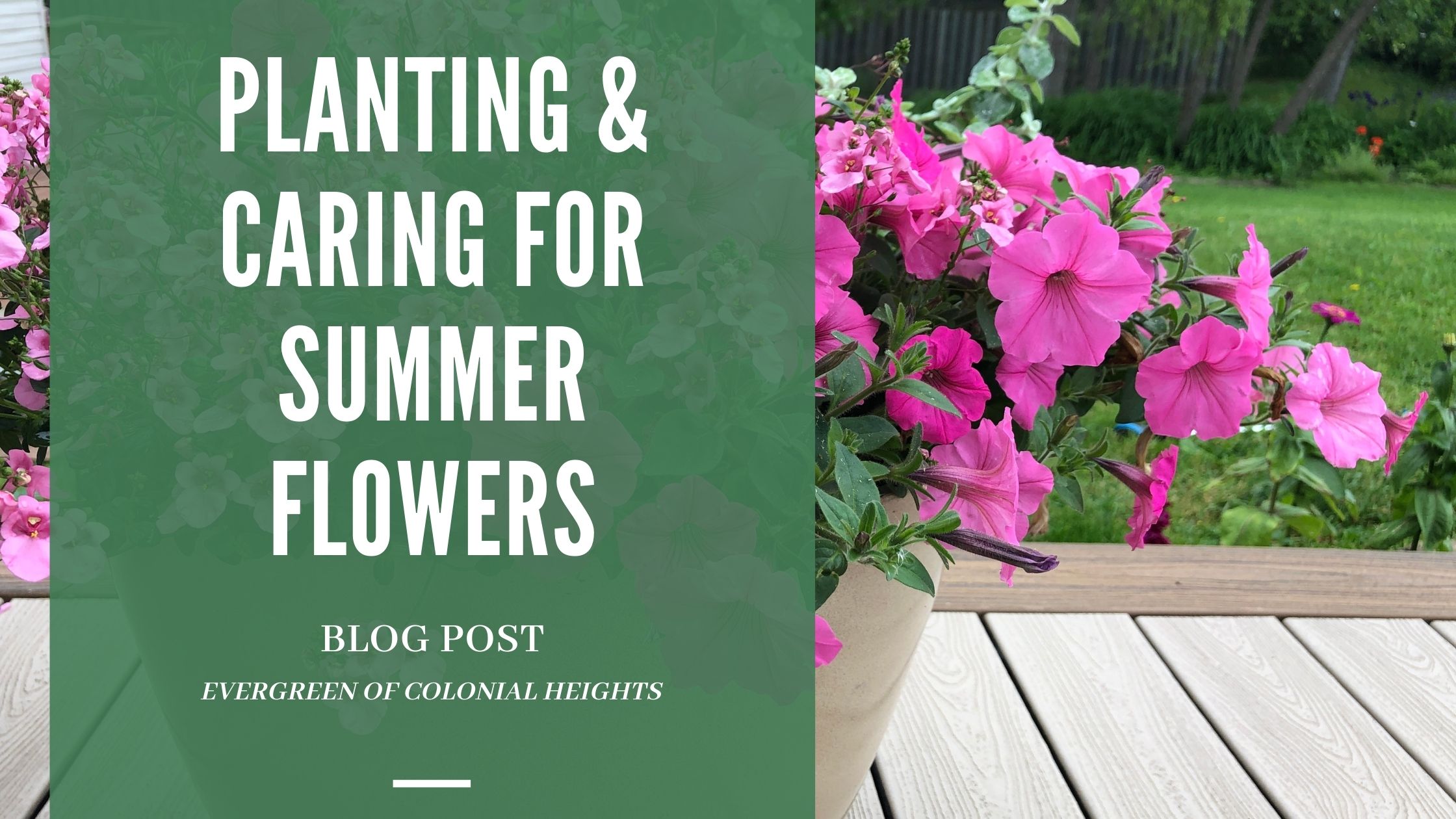 Planting & Caring for Summer Flowers
