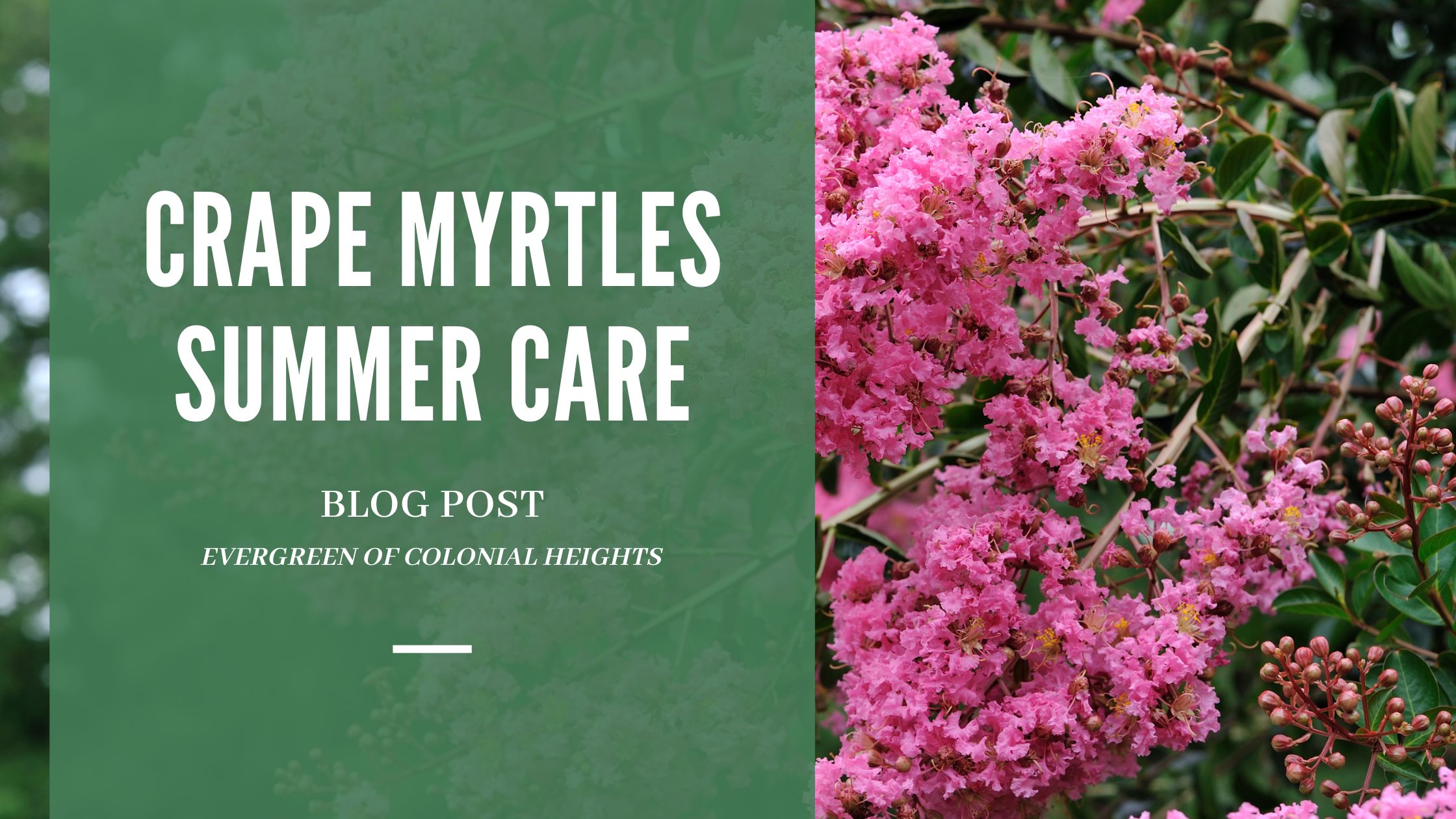 Crape Myrtle Blog
