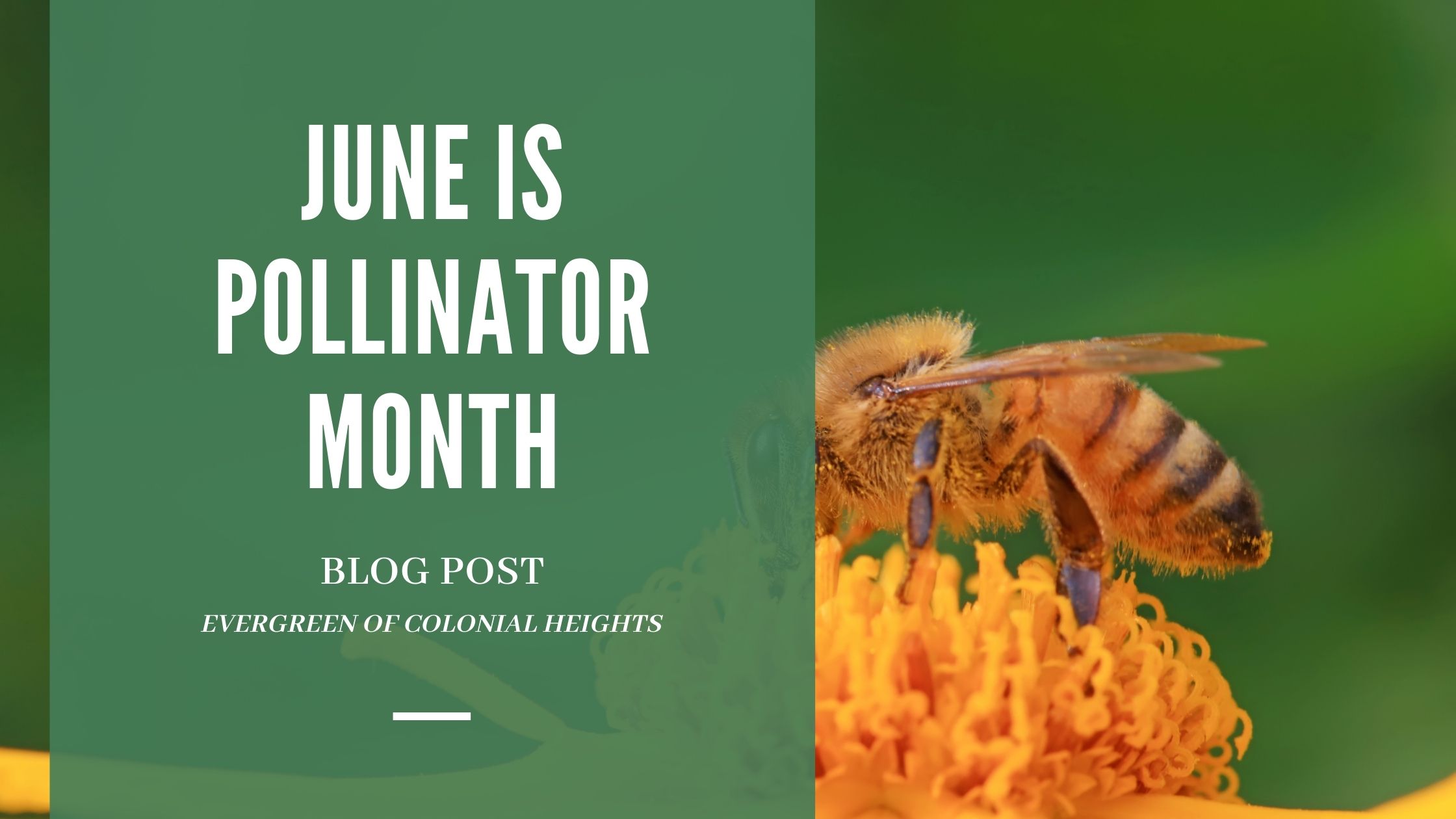 June Pollinator Month