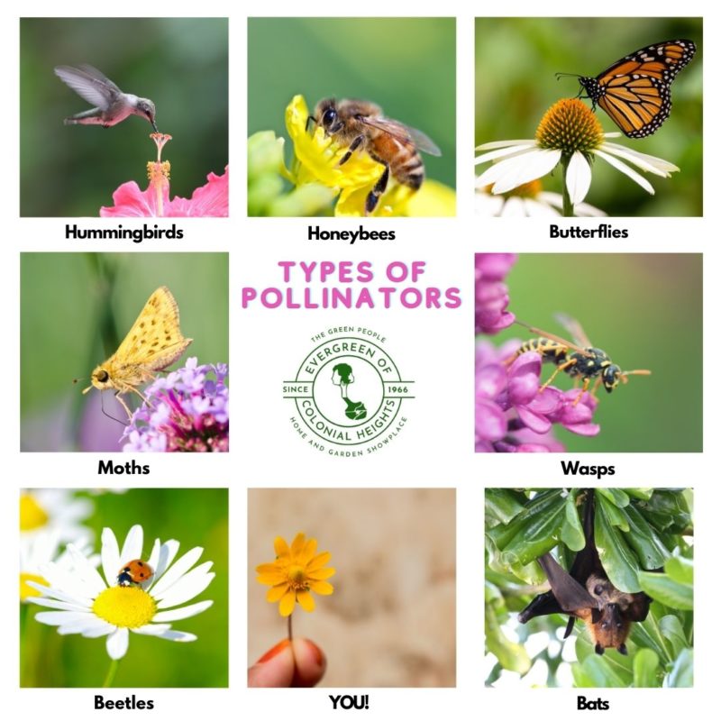 June is National Pollinator Month Evergreen of Colonial Heights