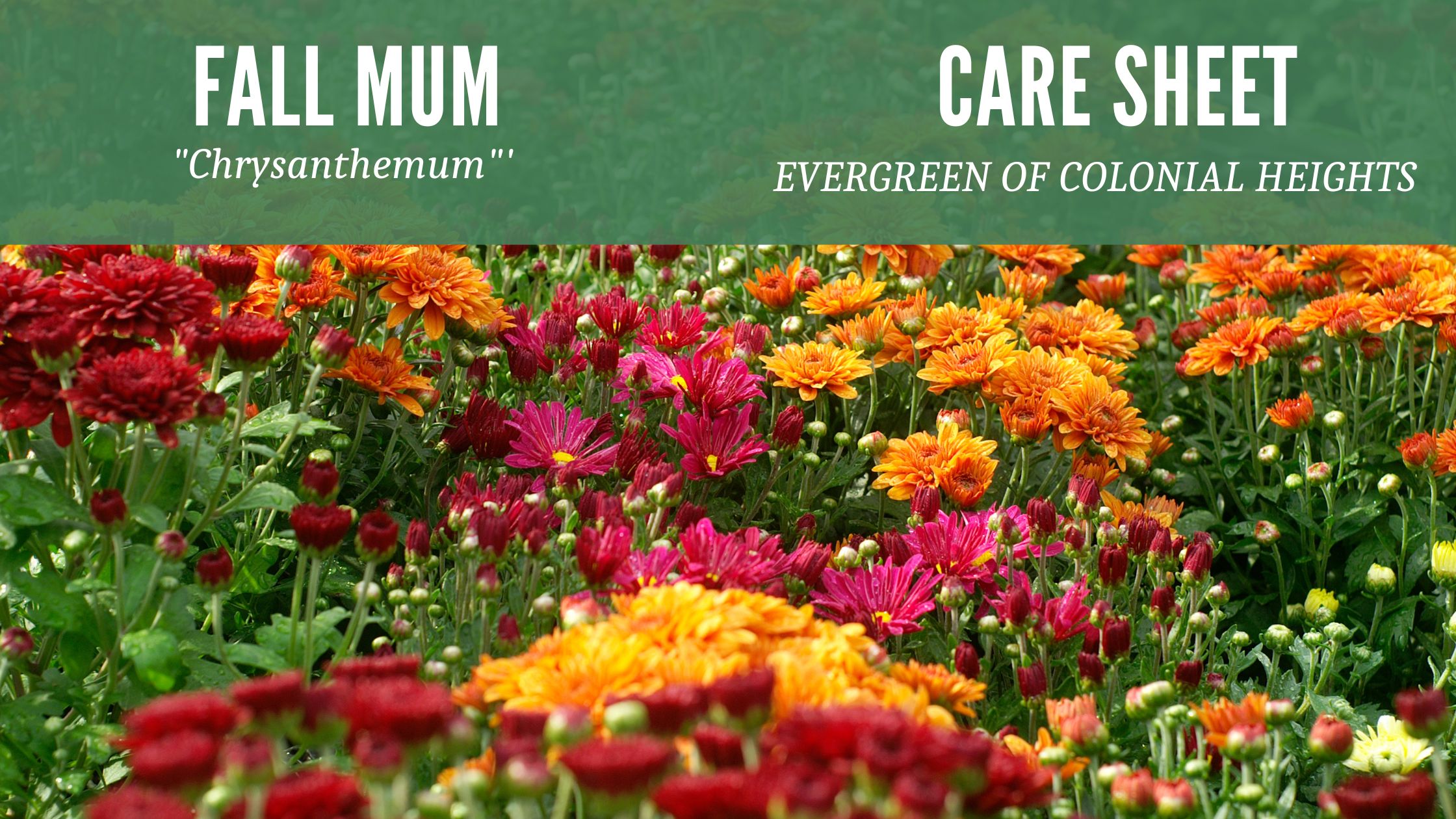 Fall Mum Care Sheet