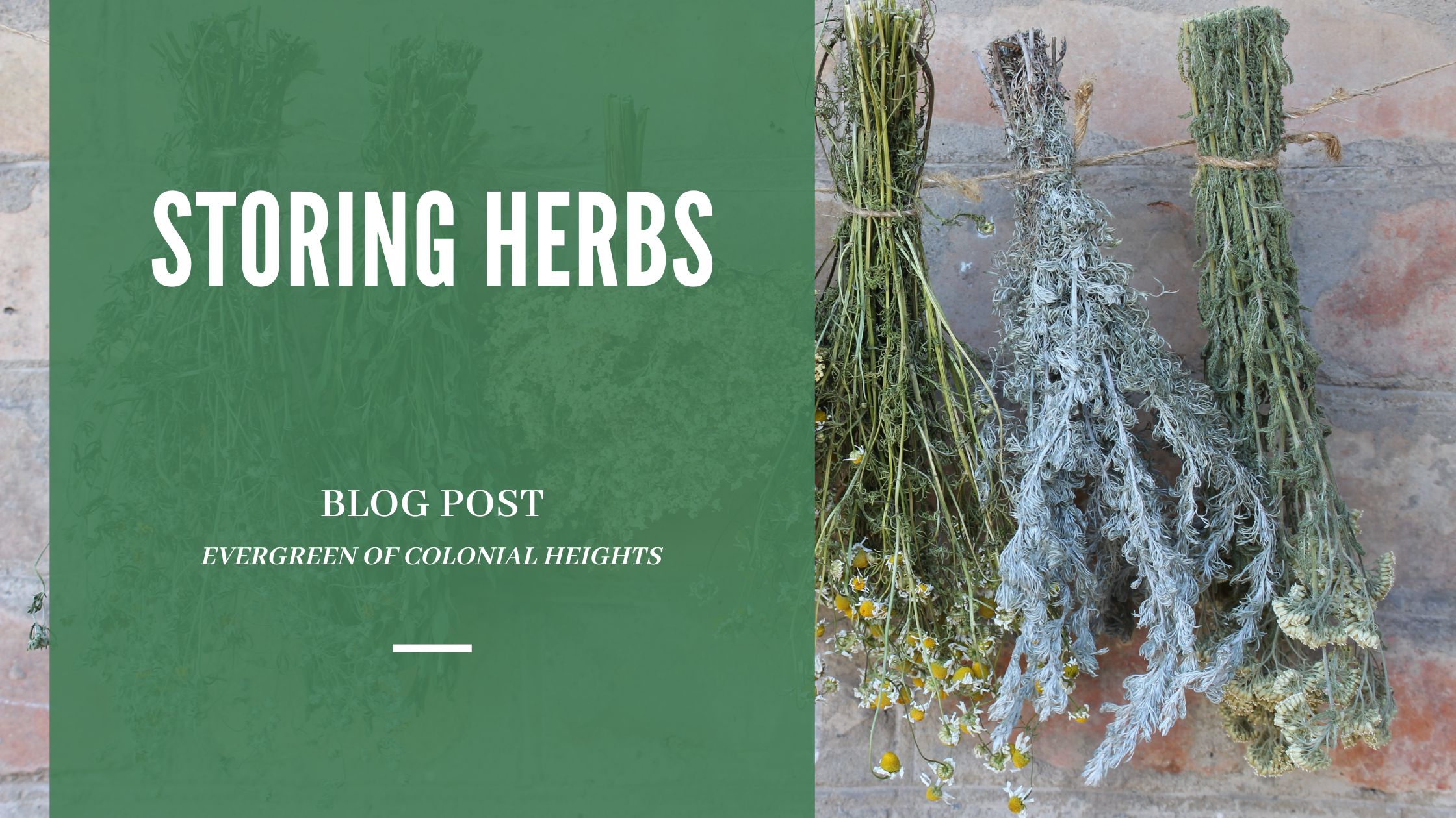 Harvesting Storing Herbs