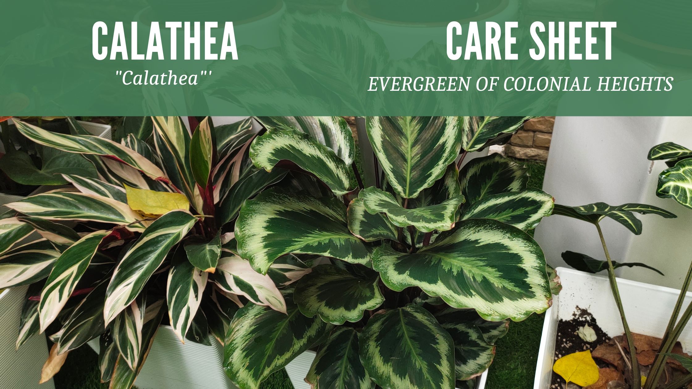 Calathea Care Sheet Header