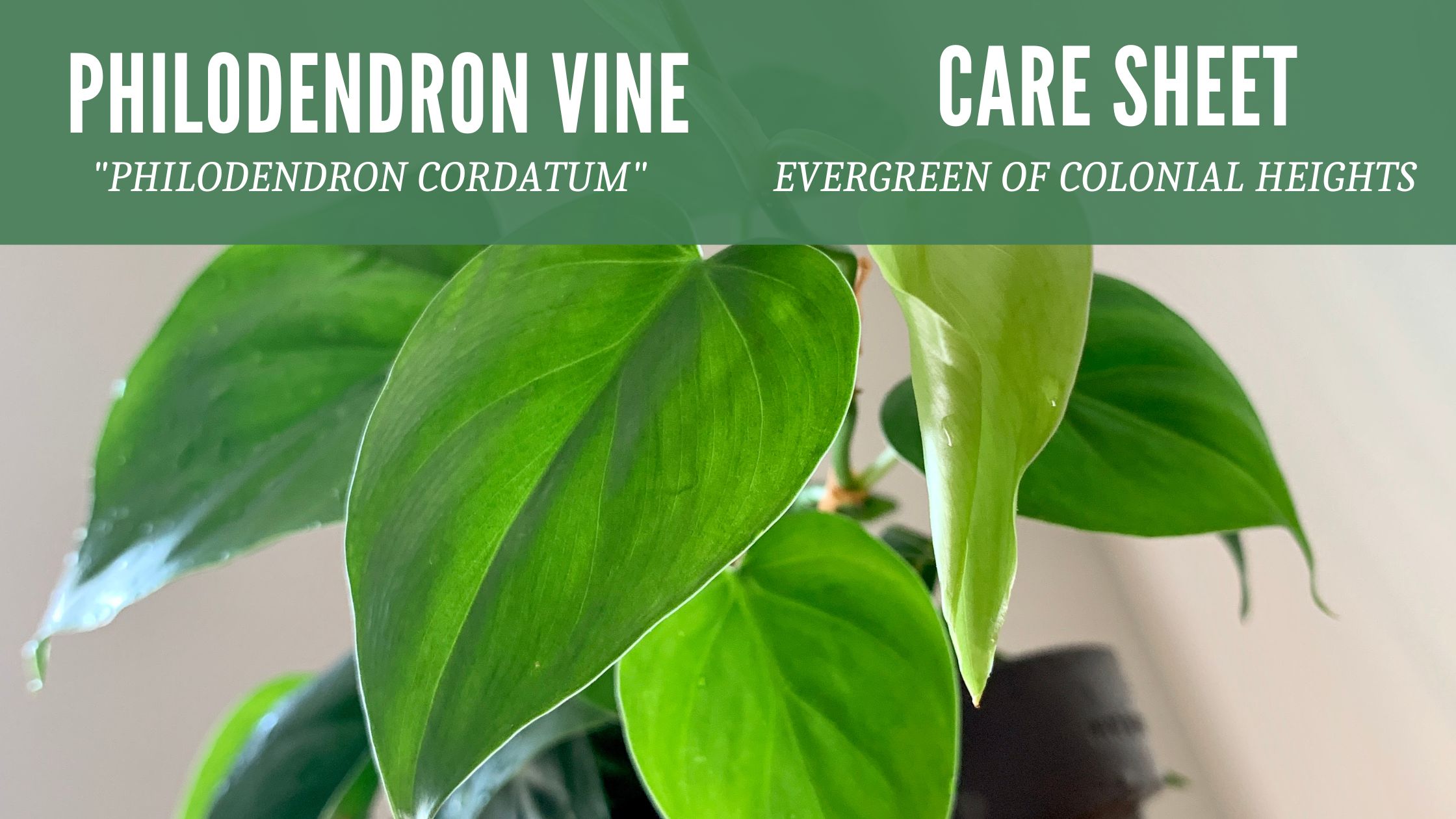 Heartleaf Philodendron Vine Care Sheet Header