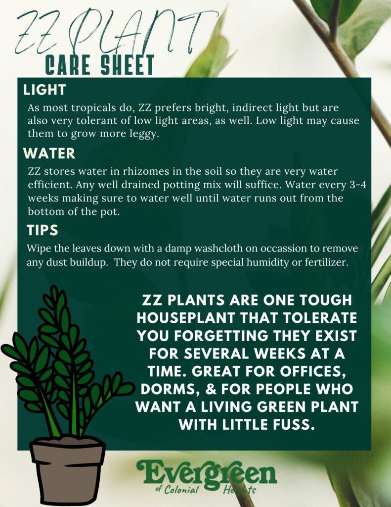 Care ZZ Plant - of Colonial Heights