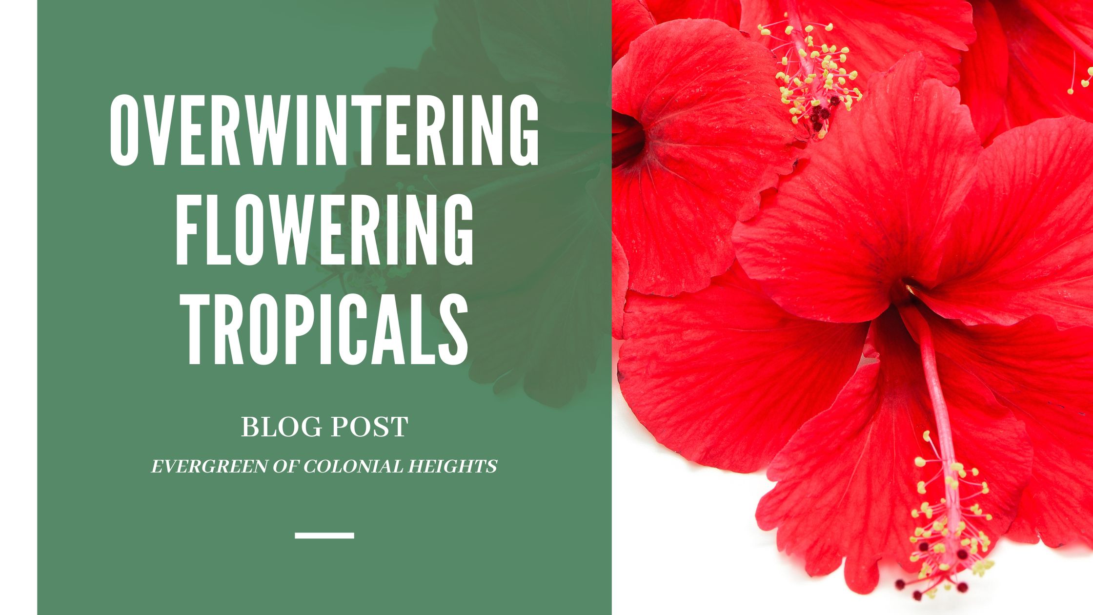 Overwinter Flowering Tropicals