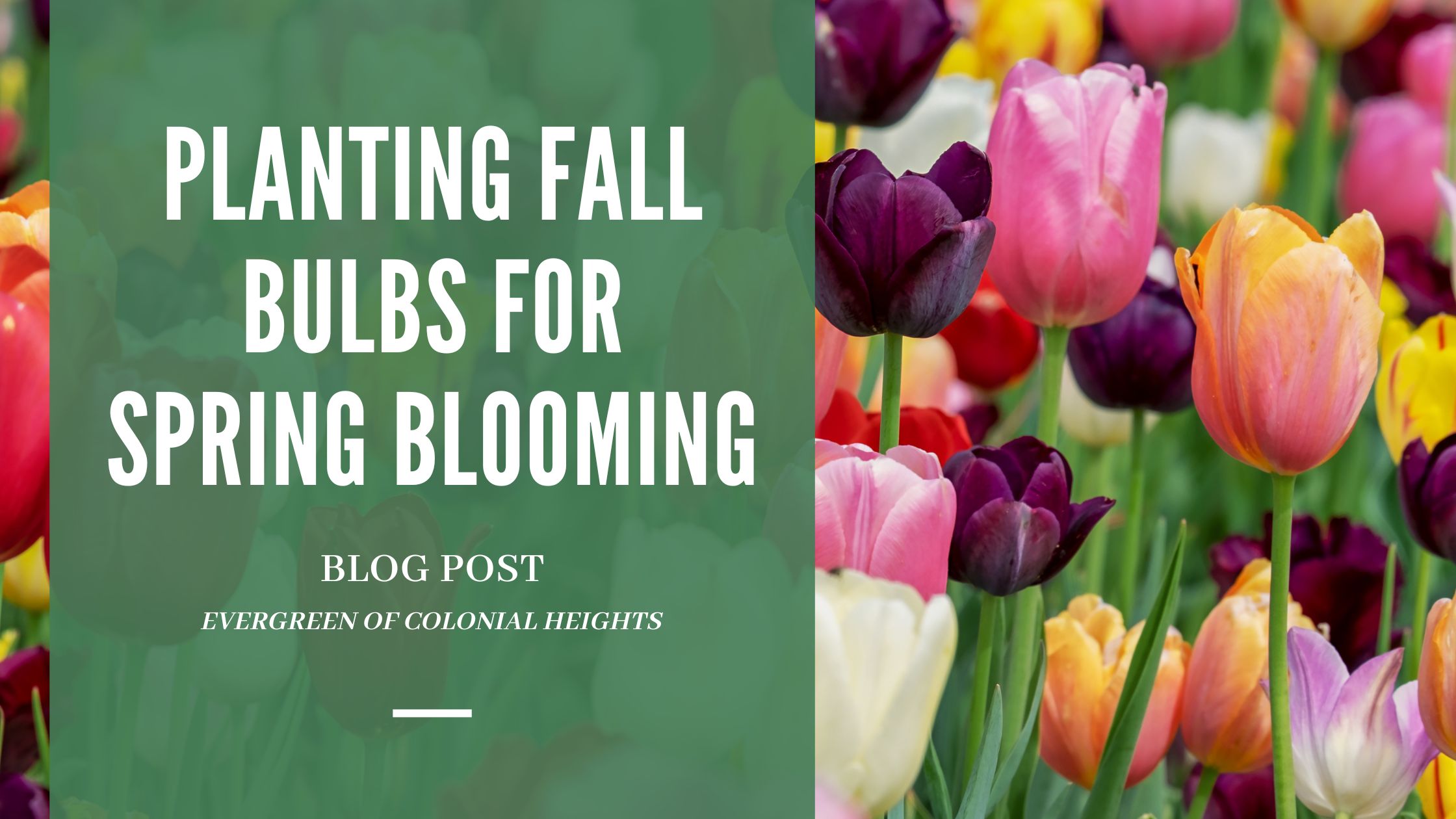 Planting Fall Bulbs for Spring Blooming