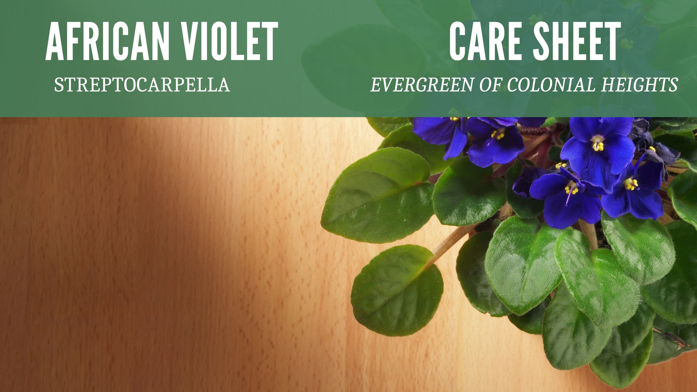 African Violet Care Sheet Header