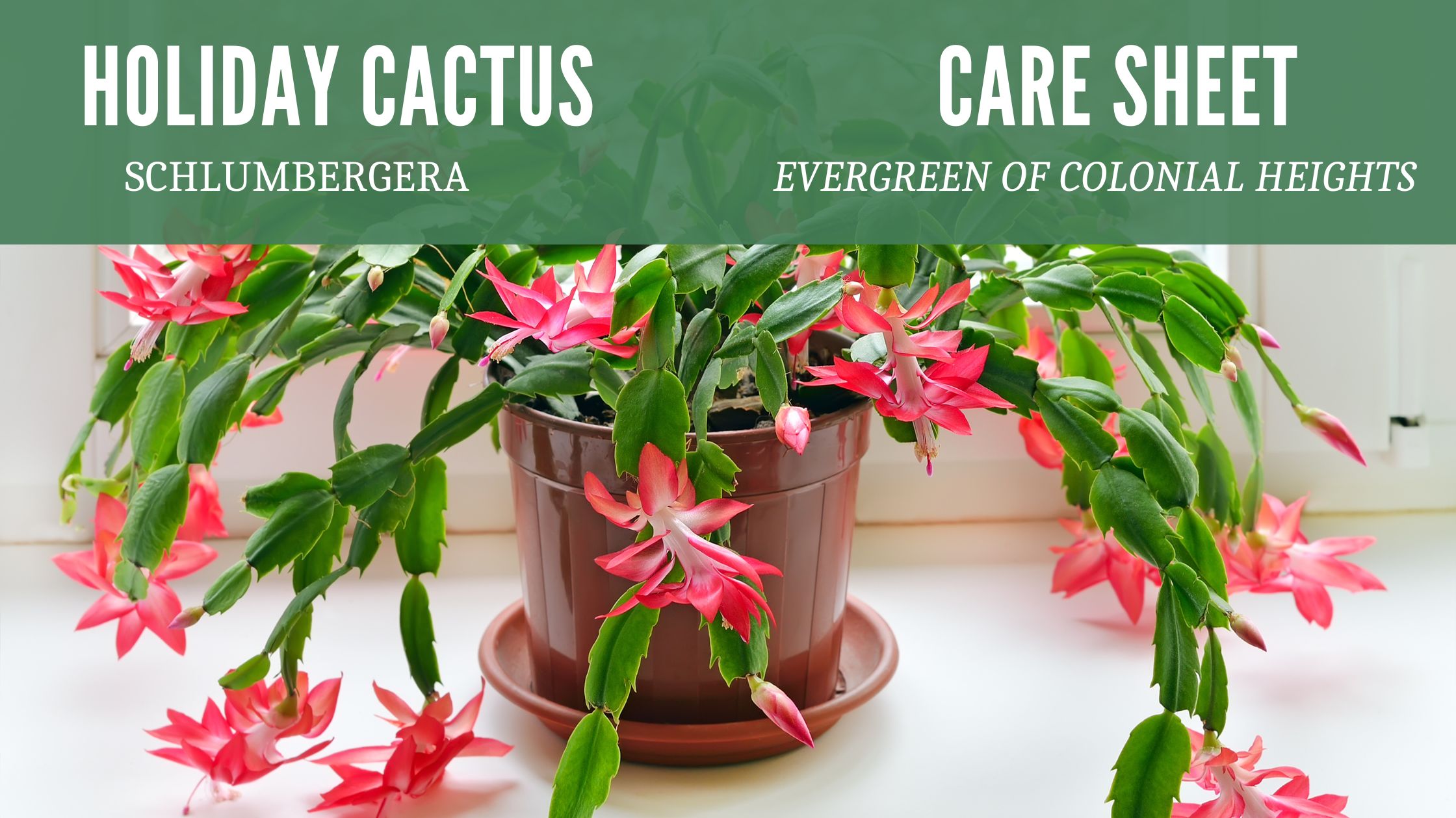 Holiday Cactus Care Sheet Header
