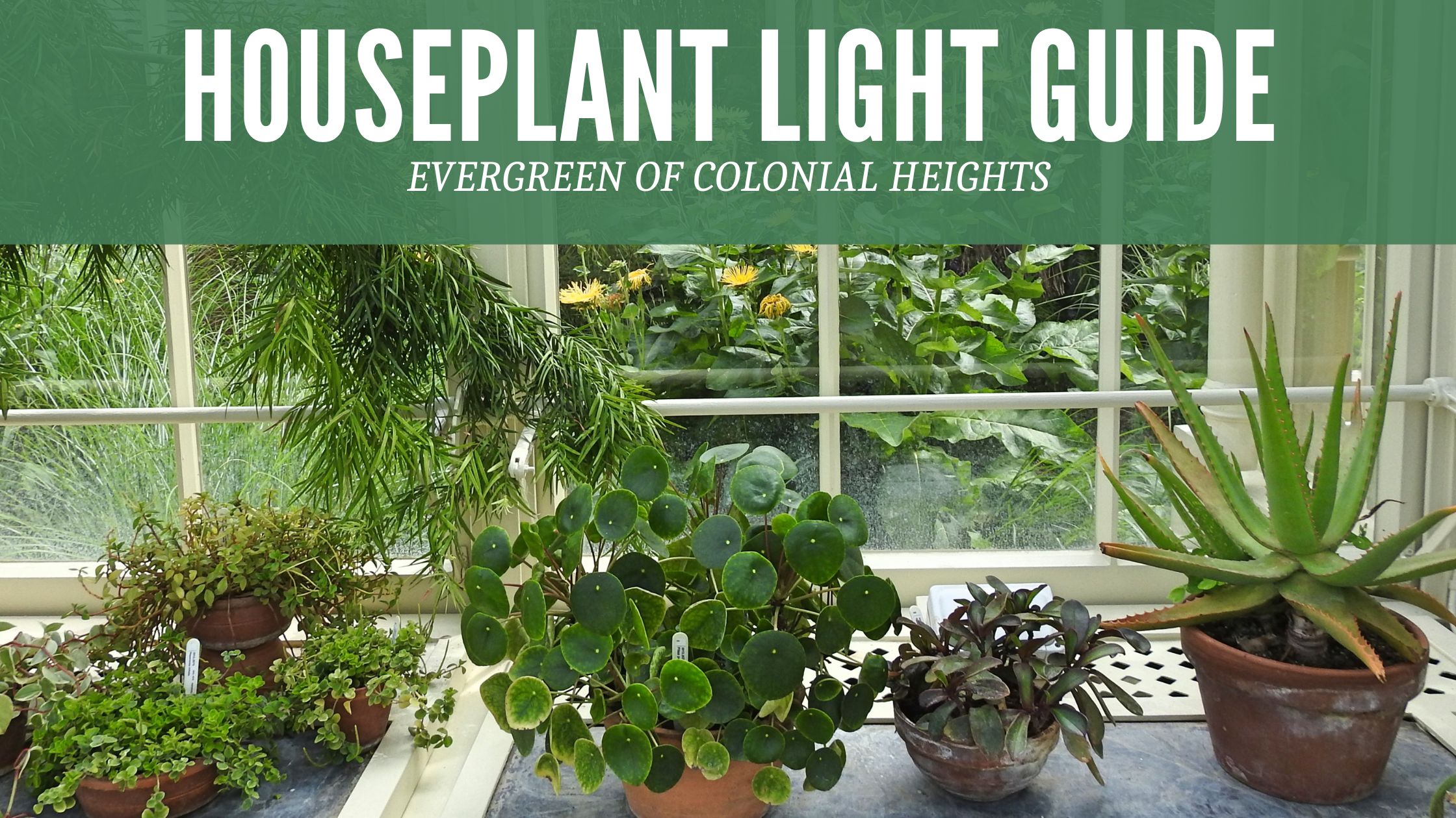 Houseplant Light Guide
