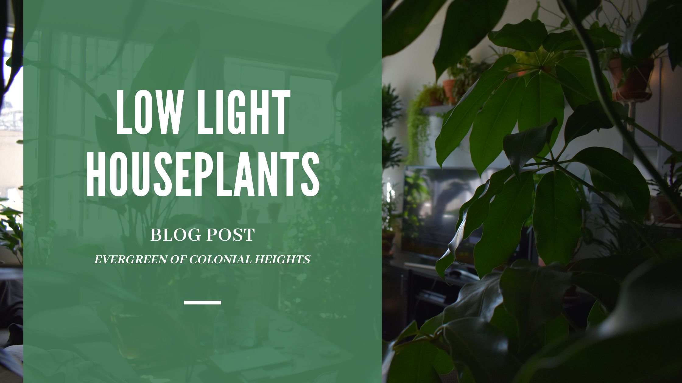 Low Light Houseplants