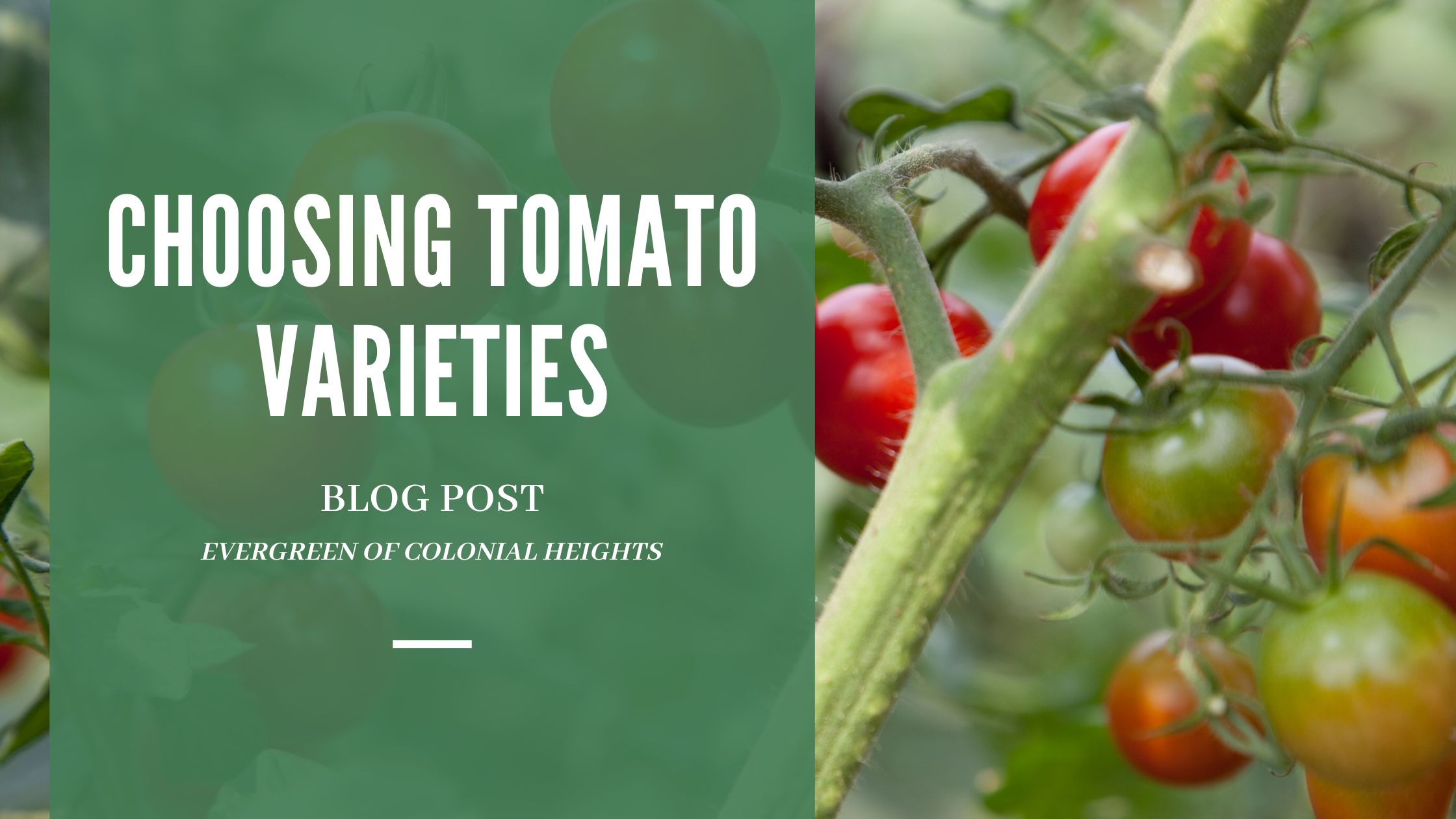 Choosing Tomato Varieties