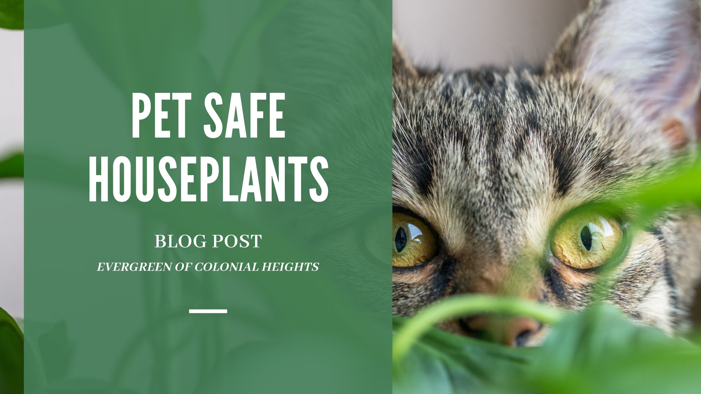 Pet Safe Houseplants (2)