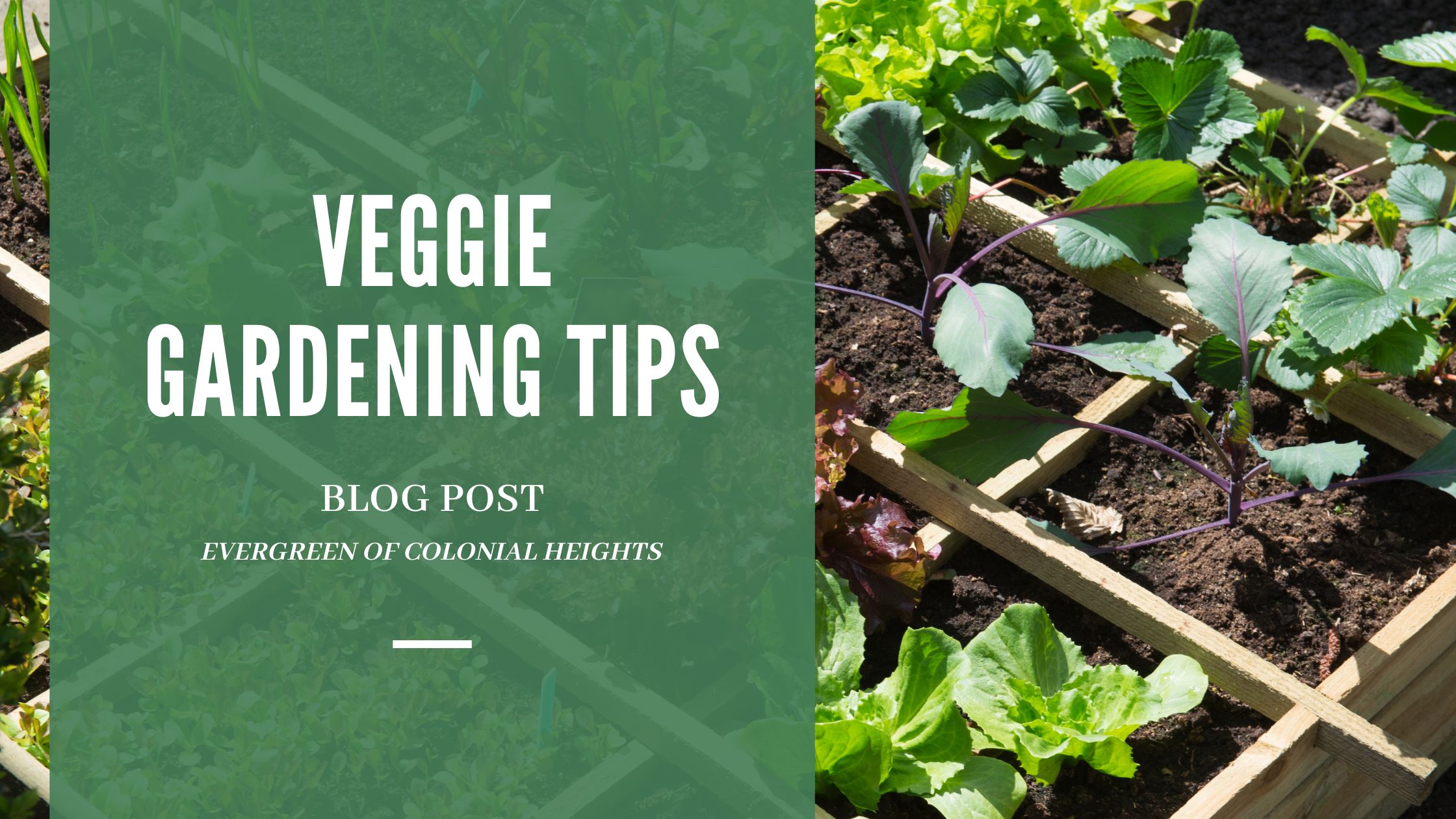 Veggie Gardening Beginners