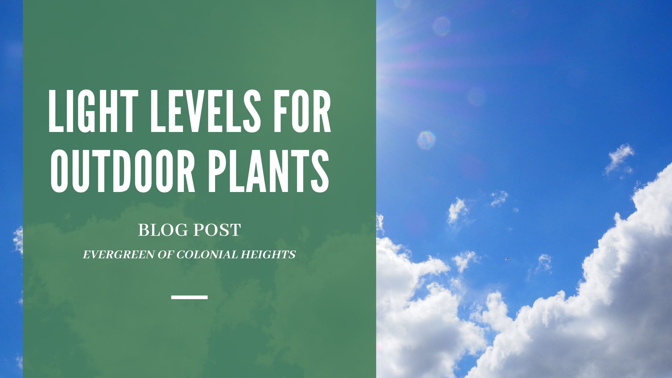 Light Levels for Outdoor Plants