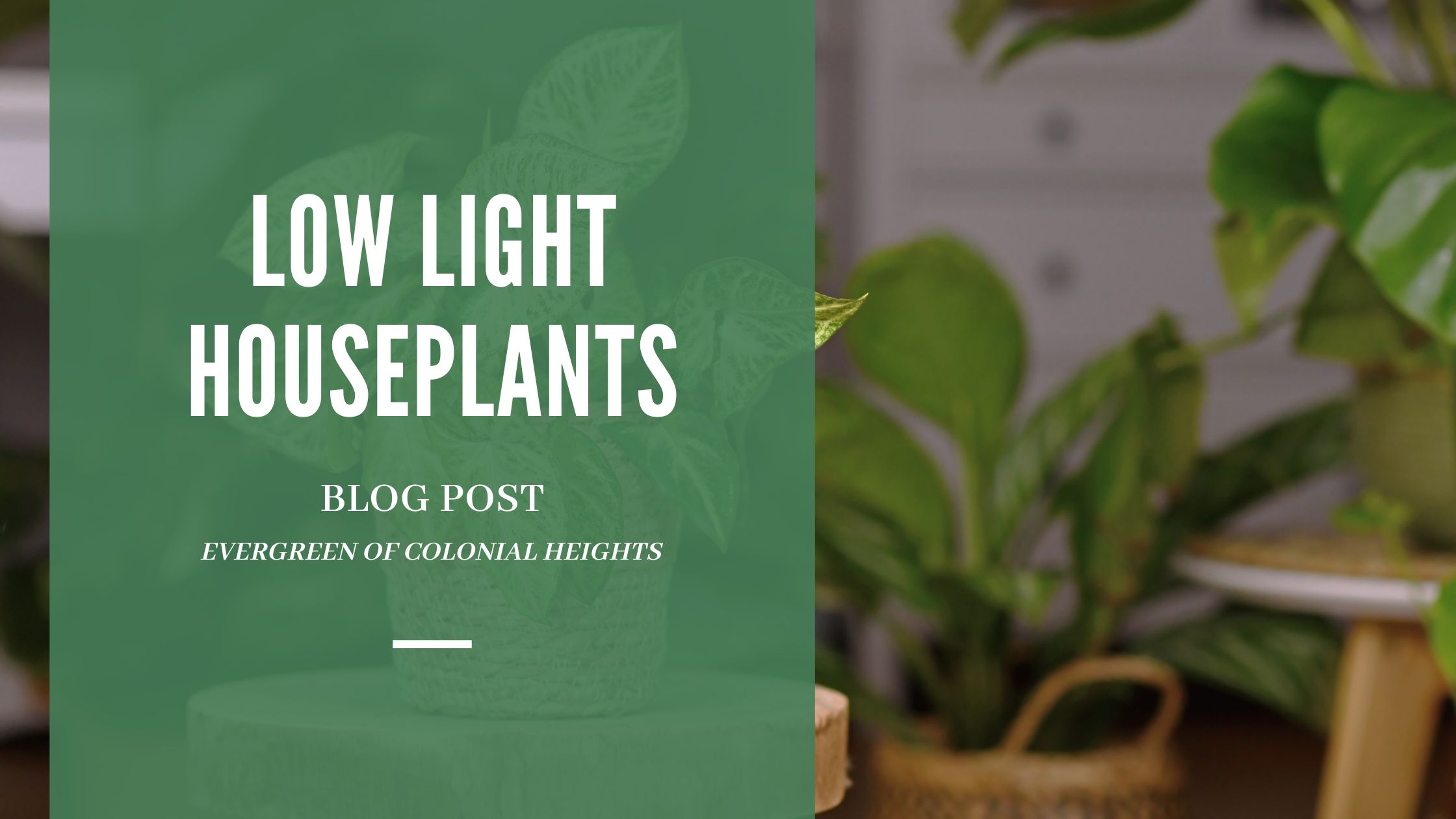 Low Light Houseplants (2)